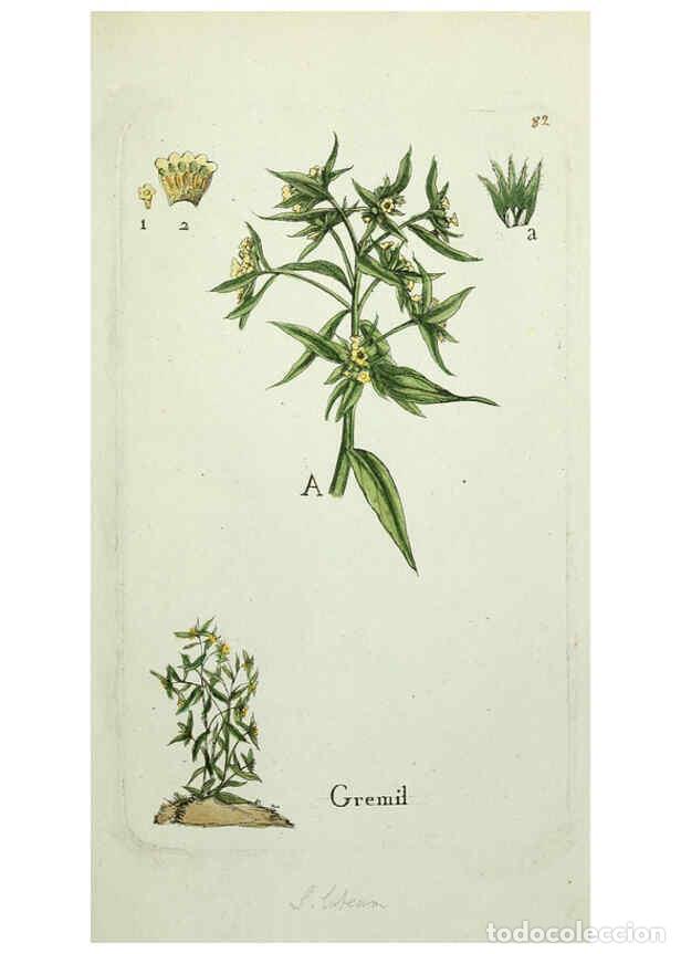 Coleccionismo de revistas y peri&oacute;dicos: Reproducci&oacute;n/Reproduction 6056039518: Flora Parisiensis. v.1. Paris,P.F. Didot,1776-1783 - Pierre Bu