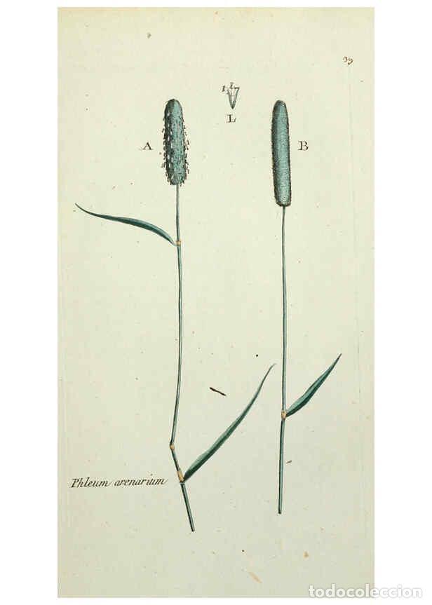 Colecionismo de Revistas e Jornais: Reproducci&oacute;n/Reproduction 6055476163: Flora Parisiensis. v.1. Paris,P.F. Didot,1776-1783 - Pierre Bu