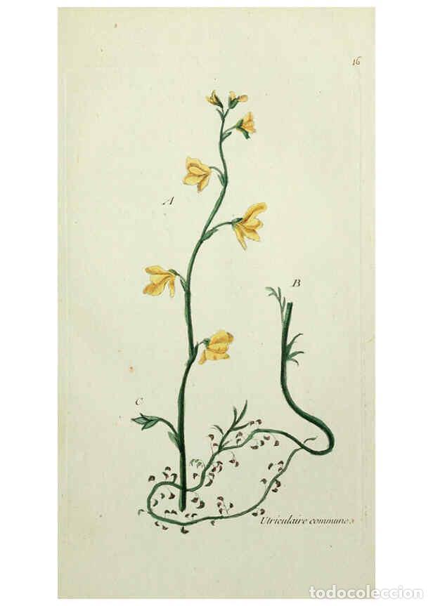 Collection Magazines and Newspapers: Reproducci&oacute;n/Reproduction 6055470807: Flora Parisiensis. v.1. Paris,P.F. Didot,1776-1783 - Pierre Bu