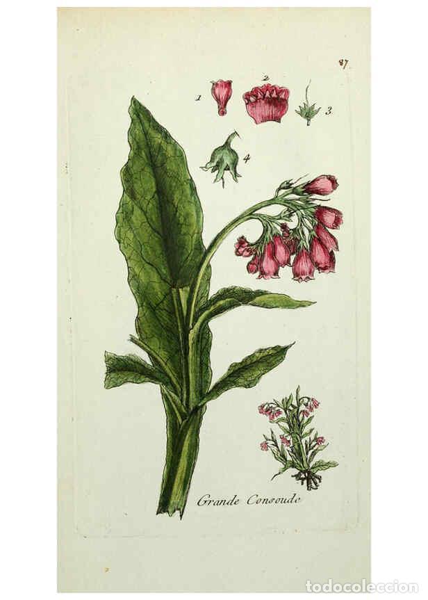 Collection Magazines and Newspapers: Reproducci&oacute;n/Reproduction 6056040596: Flora Parisiensis. v.1. Paris,P.F. Didot,1776-1783 - Pierre Bu