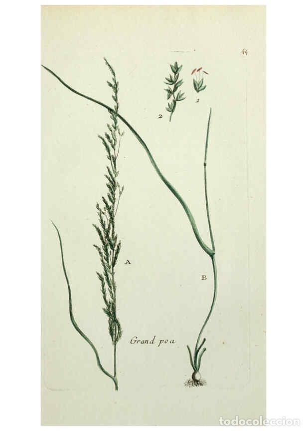 Coleccionismo de Revistas y Peri&oacute;dicos: Reproducci&oacute;n/Reproduction 6055477189: Flora Parisiensis. v.1. Paris,P.F. Didot,1776-1783 - Pierre Bu