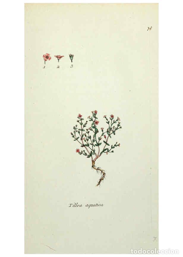 Collection Magazines and Newspapers: Reproducci&oacute;n/Reproduction 6056038804: Flora Parisiensis. v.1. Paris,P.F. Didot,1776-1783 - Pierre Bu
