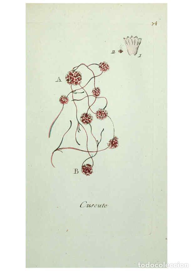 Coleccionismo de revistas y peri&oacute;dicos: Reproducci&oacute;n/Reproduction 6055490653: Flora Parisiensis. v.1. Paris,P.F. Didot,1776-1783 - Pierre Bu