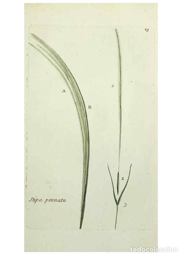 Coleccionismo de revistas y peri&oacute;dicos: Reproducci&oacute;n/Reproduction 6055478145: Flora Parisiensis. v.1. Paris,P.F. Didot,1776-1783 - Pierre Bu
