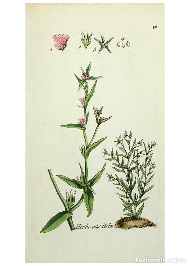 Colecionismo de Revistas e Jornais: Reproducci&oacute;n/Reproduction 6056039710: Flora Parisiensis. v.1. Paris,P.F. Didot,1776-1783 - Pierre Bu