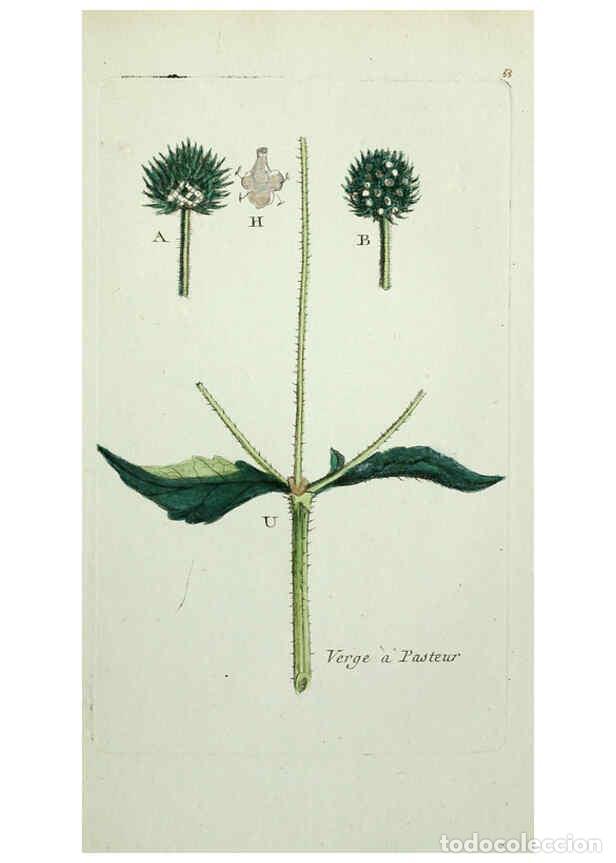 Sammeln von Zeitschriften und Zeitungen: Reproducci&oacute;n/Reproduction 6055479807: Flora Parisiensis. v.1. Paris,P.F. Didot,1776-1783 - Pierre Bu