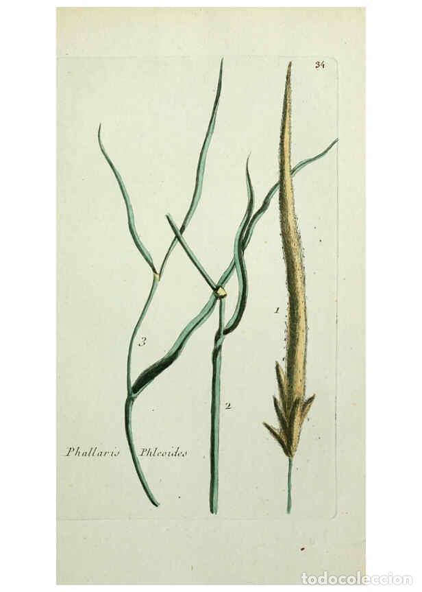 Coleccionismo de revistas y peri&oacute;dicos: Reproducci&oacute;n/Reproduction 6055474815: Flora Parisiensis. v.1. Paris,P.F. Didot,1776-1783 - Pierre Bu