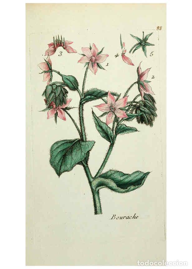 Colecionismo de Revistas e Jornais: Reproducci&oacute;n/Reproduction 6055493579: Flora Parisiensis. v.1. Paris,P.F. Didot,1776-1783 - Pierre Bu