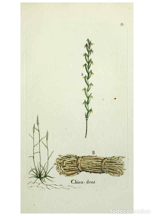 Coleccionismo de revistas y peri&oacute;dicos: Reproducci&oacute;n/Reproduction 6056026350: Flora Parisiensis. v.1. Paris,P.F. Didot,1776-1783 - Pierre Bu