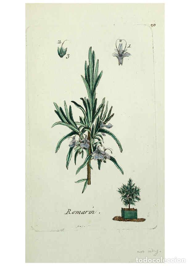 Collection Magazines and Newspapers: Reproducci&oacute;n/Reproduction 6056019250: Flora Parisiensis. v.1. Paris,P.F. Didot,1776-1783 - Pierre Bu