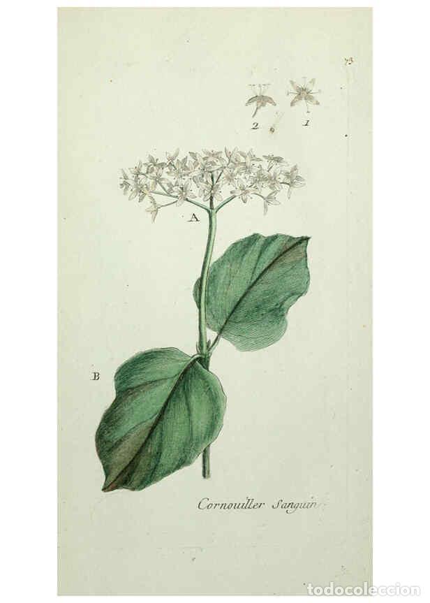 Colecionismo de Revistas e Jornais: Reproducci&oacute;n/Reproduction 6055490451: Flora Parisiensis. v.1. Paris,P.F. Didot,1776-1783 - Pierre Bu