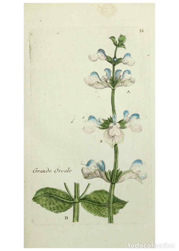 Colecionismo de Revistas e Jornais: Reproducci&oacute;n/Reproduction 6056020170: Flora Parisiensis. v.1. Paris,P.F. Didot,1776-1783 - Pierre Bu