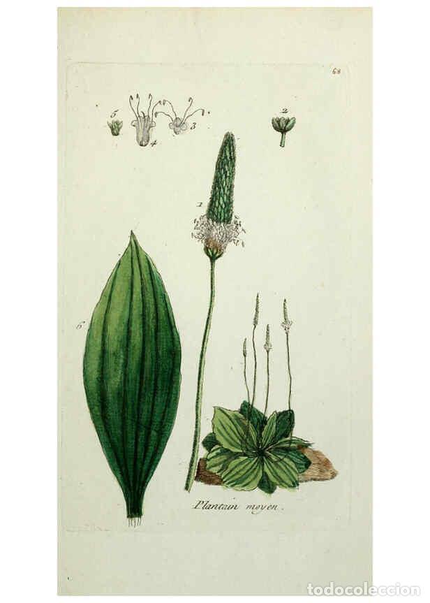 Collection Magazines and Newspapers: Reproducci&oacute;n/Reproduction 6055487013: Flora Parisiensis. v.1. Paris,P.F. Didot,1776-1783 - Pierre Bu