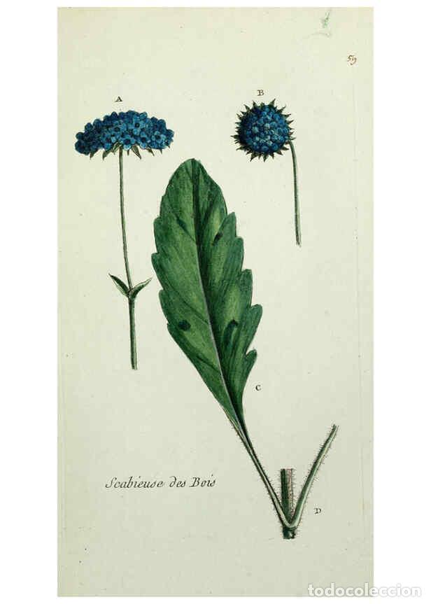 Sammeln von Zeitschriften und Zeitungen: Reproducci&oacute;n/Reproduction 6056027396: Flora Parisiensis. v.1. Paris,P.F. Didot,1776-1783 - Pierre Bu