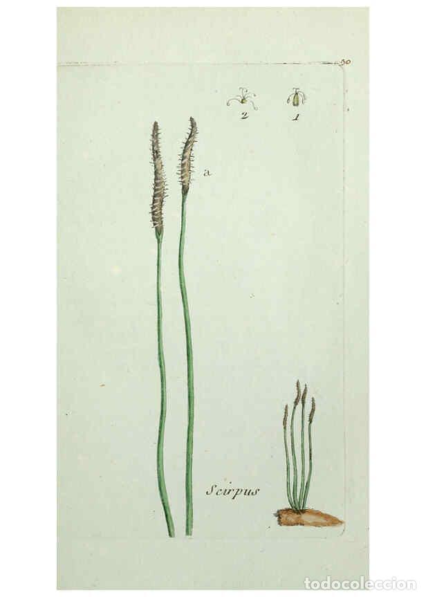 Sammeln von Zeitschriften und Zeitungen: Reproducci&oacute;n/Reproduction 6056021336: Flora Parisiensis. v.1. Paris,P.F. Didot,1776-1783 - Pierre Bu