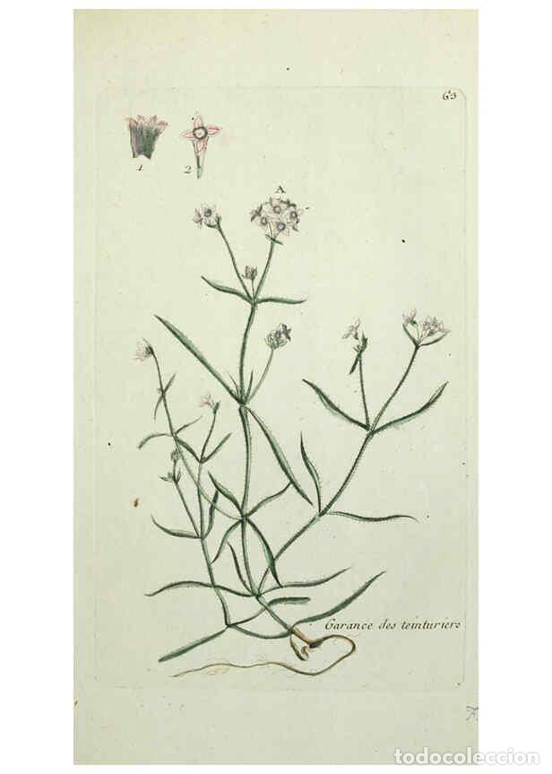 Coleccionismo de revistas y peri&oacute;dicos: Reproducci&oacute;n/Reproduction 6055480687: Flora Parisiensis. v.1. Paris,P.F. Didot,1776-1783 - Pierre Bu