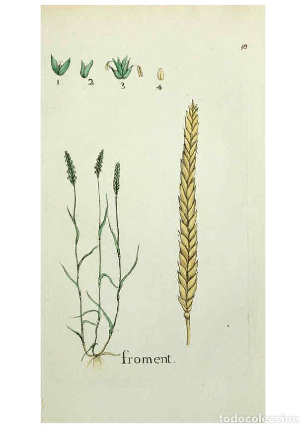 Coleccionismo de Revistas y Peri&oacute;dicos: Reproducci&oacute;n/Reproduction 6056026126: Flora Parisiensis. v.1. Paris,P.F. Didot,1776-1783 - Pierre Bu