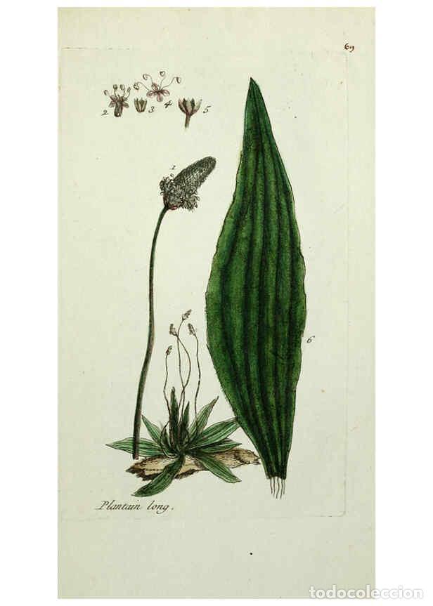 Coleccionismo de Revistas y Peri&oacute;dicos: Reproducci&oacute;n/Reproduction 6055489695: Flora Parisiensis. v.1. Paris,P.F. Didot,1776-1783 - Pierre Bu