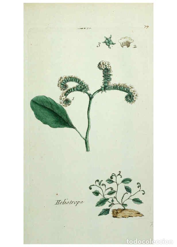 Coleccionismo de Revistas y Peri&oacute;dicos: Reproducci&oacute;n/Reproduction 6055491777: Flora Parisiensis. v.1. Paris,P.F. Didot,1776-1783 - Pierre Bu