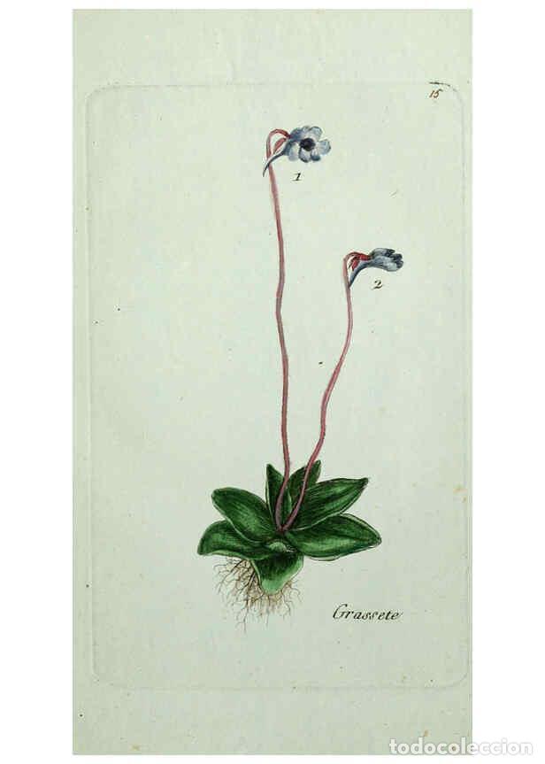 Colecionismo de Revistas e Jornais: Reproducci&oacute;n/Reproduction 6055470625: Flora Parisiensis. v.1. Paris,P.F. Didot,1776-1783 - Pierre Bu