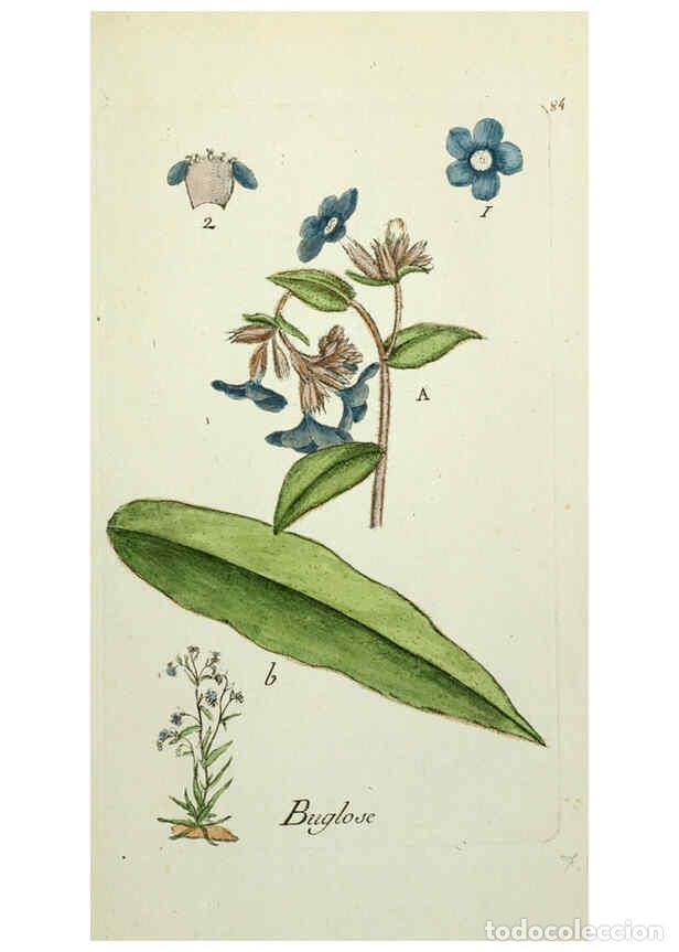 Sammeln von Zeitschriften und Zeitungen: Reproducci&oacute;n/Reproduction 6055492717: Flora Parisiensis. v.1. Paris,P.F. Didot,1776-1783 - Pierre Bu