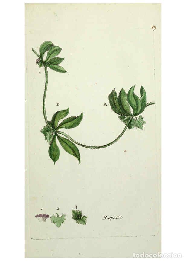 Colecionismo de Revistas e Jornais: Reproducci&oacute;n/Reproduction 6055493871: Flora Parisiensis. v.1. Paris,P.F. Didot,1776-1783 - Pierre Bu