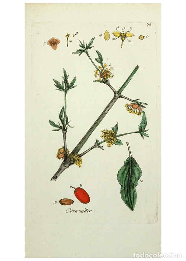 Colecionismo de Revistas e Jornais: Reproducci&oacute;n/Reproduction 6055490247: Flora Parisiensis. v.1. Paris,P.F. Didot,1776-1783 - Pierre Bu