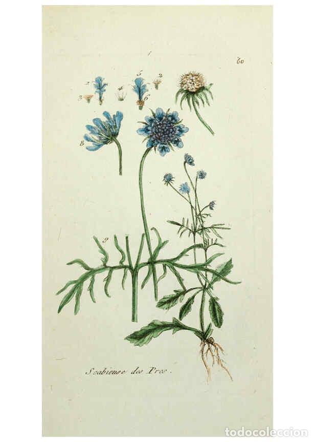 Coleccionismo de Revistas y Peri&oacute;dicos: Reproducci&oacute;n/Reproduction 6056027542: Flora Parisiensis. v.1. Paris,P.F. Didot,1776-1783 - Pierre Bu