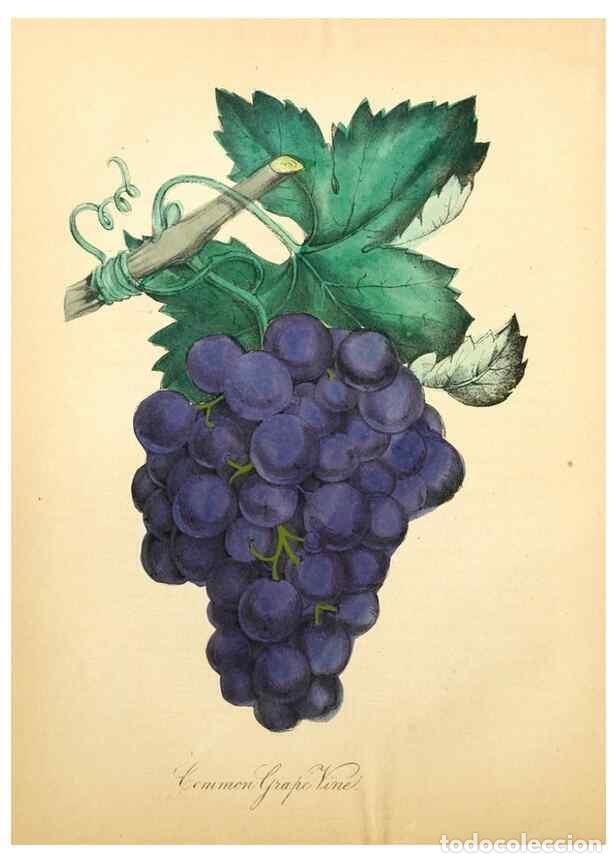 Colecionismo de Revistas e Jornais: Reproducci&oacute;n/Reproduction 8079584055: The American flora :. New York :Hull & Spencer,1855. - Strong,
