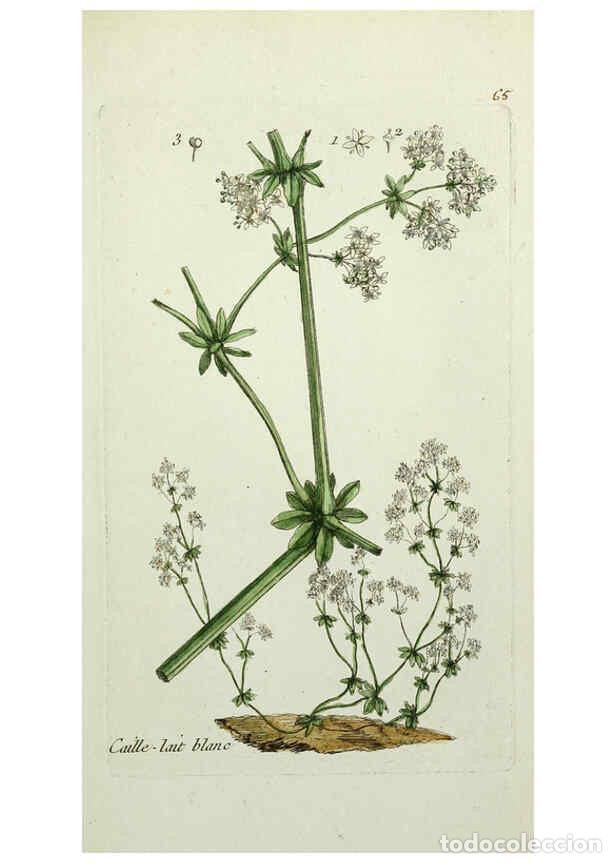 Collection Magazines and Newspapers: Reproducci&oacute;n/Reproduction 6056028394: Flora Parisiensis. v.1. Paris,P.F. Didot,1776-1783 - Pierre Bu