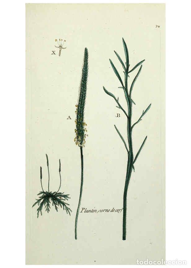 Collection Magazines and Newspapers: Reproducci&oacute;n/Reproduction 6056037276: Flora Parisiensis. v.1. Paris,P.F. Didot,1776-1783 - Pierre Bu