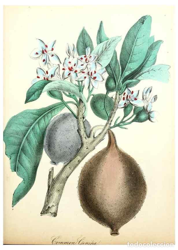 Coleccionismo de Revistas y Peri&oacute;dicos: Reproducci&oacute;n/Reproduction 8079585955: The American flora :. New York :Hull & Spencer,1855. - Strong,