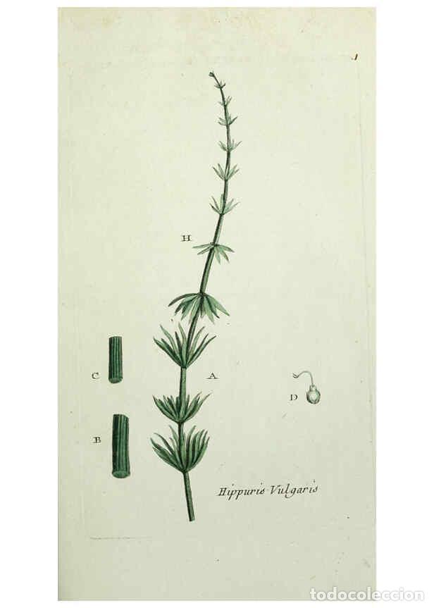 Colecionismo de Revistas e Jornais: Reproducci&oacute;n/Reproduction 6056014920: Flora Parisiensis. v.1. Paris,P.F. Didot,1776-1783 - Pierre Bu