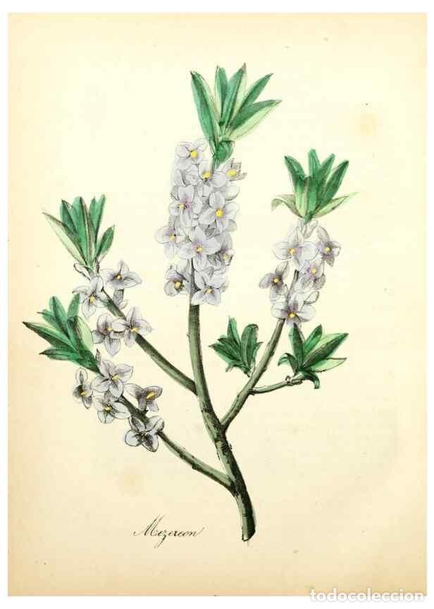 Collection Magazines and Newspapers: Reproducci&oacute;n/Reproduction 8079581634: The American flora :. New York :Hull & Spencer,1855. - Strong,