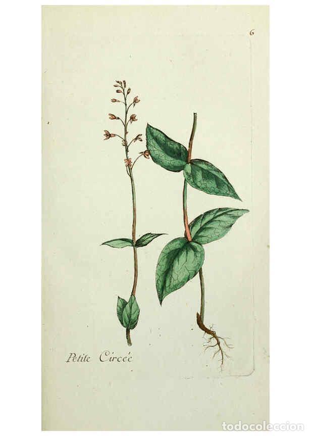 Coleccionismo de Revistas y Peri&oacute;dicos: Reproducci&oacute;n/Reproduction 6056016208: Flora Parisiensis. v.1. Paris,P.F. Didot,1776-1783 - Pierre Bu