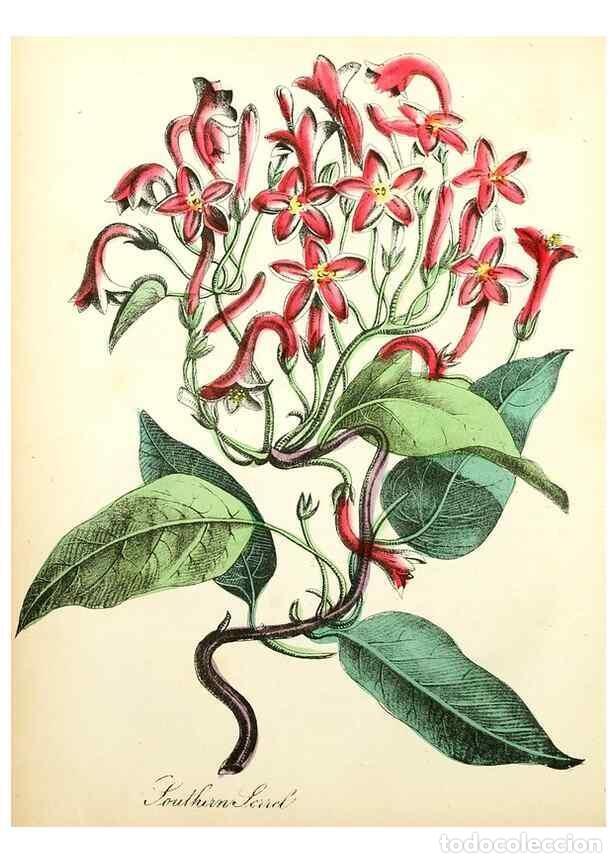 Sammeln von Zeitschriften und Zeitungen: Reproducci&oacute;n/Reproduction 8079575692: The American flora :. New York :Hull & Spencer,1855. - Strong,