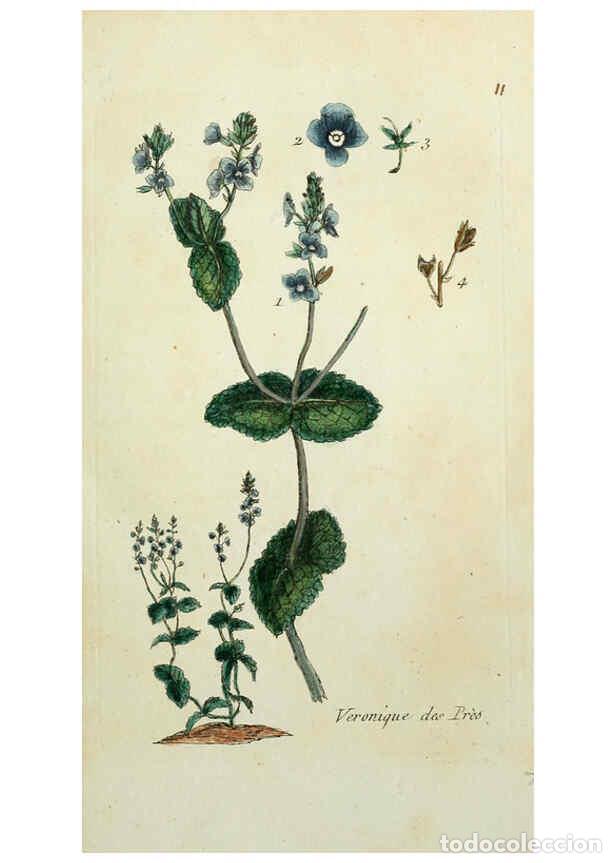 Coleccionismo de revistas y peri&oacute;dicos: Reproducci&oacute;n/Reproduction 6056017320: Flora Parisiensis. v.1. Paris,P.F. Didot,1776-1783 - Pierre Bu