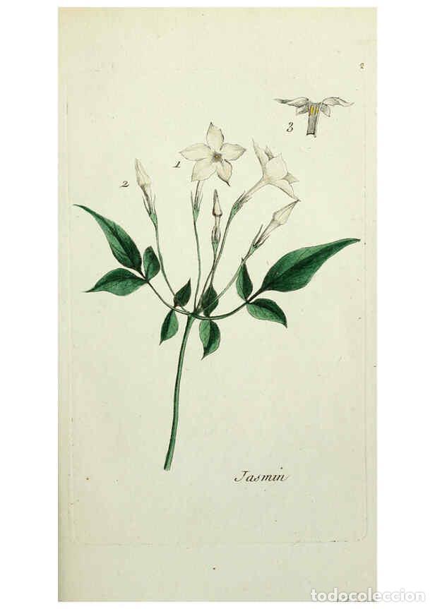 Colecionismo de Revistas e Jornais: Reproducci&oacute;n/Reproduction 6055467563: Flora Parisiensis. v.1. Paris,P.F. Didot,1776-1783 - Pierre Bu