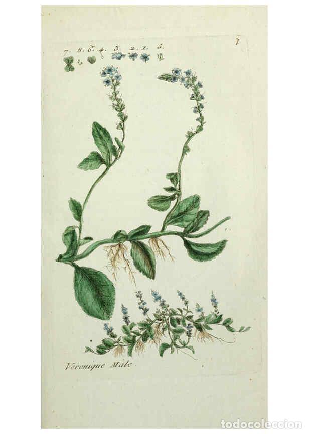 Coleccionismo de revistas y peri&oacute;dicos: Reproducci&oacute;n/Reproduction 6056016364: Flora Parisiensis. v.1. Paris,P.F. Didot,1776-1783 - Pierre Bu