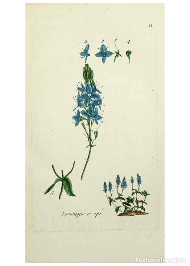 Coleccionismo de Revistas y Peri&oacute;dicos: Reproducci&oacute;n/Reproduction 6055470019: Flora Parisiensis. v.1. Paris,P.F. Didot,1776-1783 - Pierre Bu