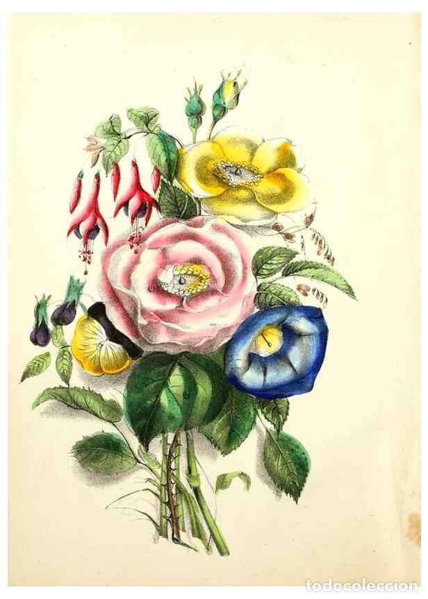 Sammeln von Zeitschriften und Zeitungen: Reproducci&oacute;n/Reproduction 8079573180: The American flora :. New York :Hull & Spencer,1855. - Strong,