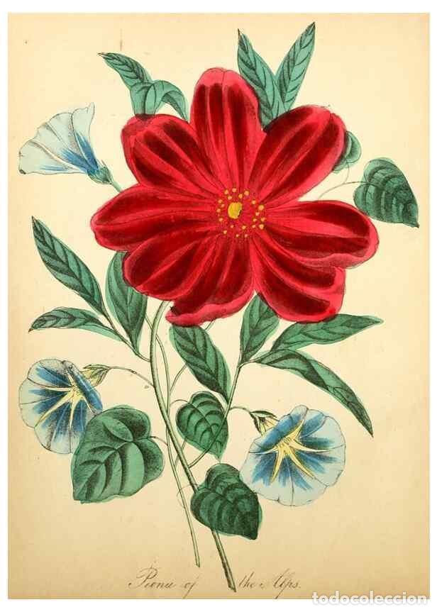 Collectionnisme de Revues et Journaux: Reproducci&oacute;n/Reproduction 8079580705: The American flora :. New York :Hull & Spencer,1855. - Strong,
