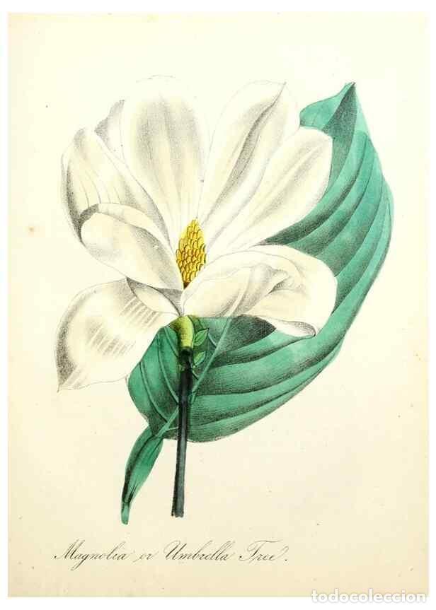 Collectionnisme de Revues et Journaux: Reproducci&oacute;n/Reproduction 8079589055: The American flora :. New York :Hull & Spencer,1855. - Strong,