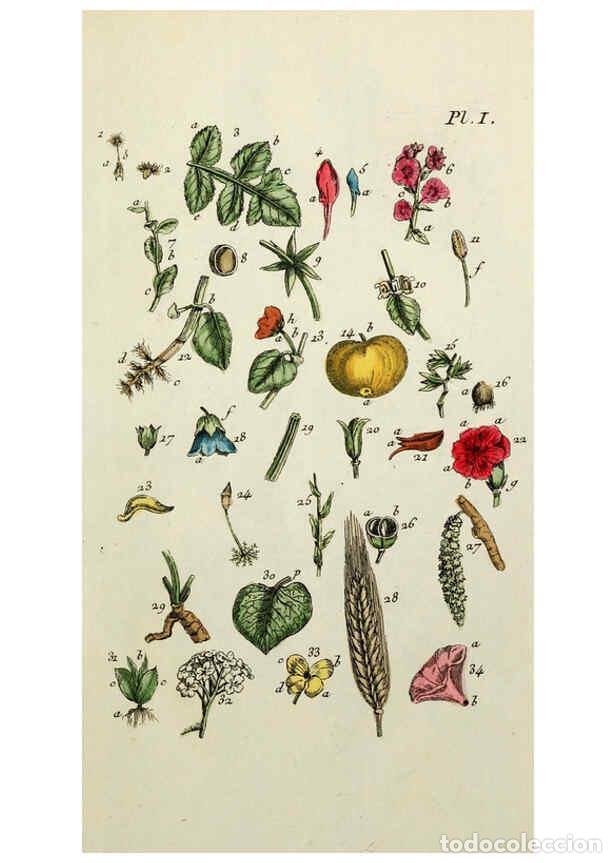 Collectionnisme de Revues et Journaux: Reproducci&oacute;n/Reproduction 6056014350: Flora Parisiensis. v.1. Paris,P.F. Didot,1776-1783 - Pierre Bu