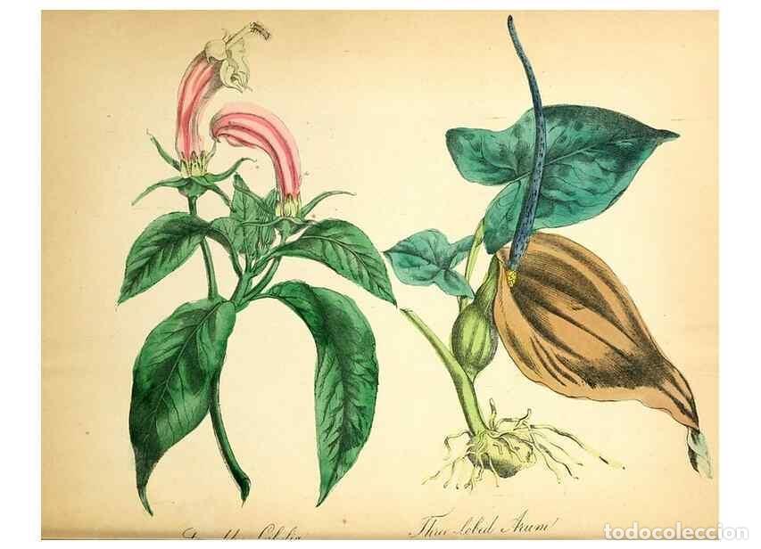 Coleccionismo de Revistas y Peri&oacute;dicos: Reproducci&oacute;n/Reproduction 8079584389: The American flora :. New York :Hull & Spencer,1855. - Strong,
