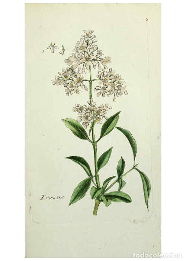 Sammeln von Zeitschriften und Zeitungen: Reproducci&oacute;n/Reproduction 6055467927: Flora Parisiensis. v.1. Paris,P.F. Didot,1776-1783 - Pierre Bu