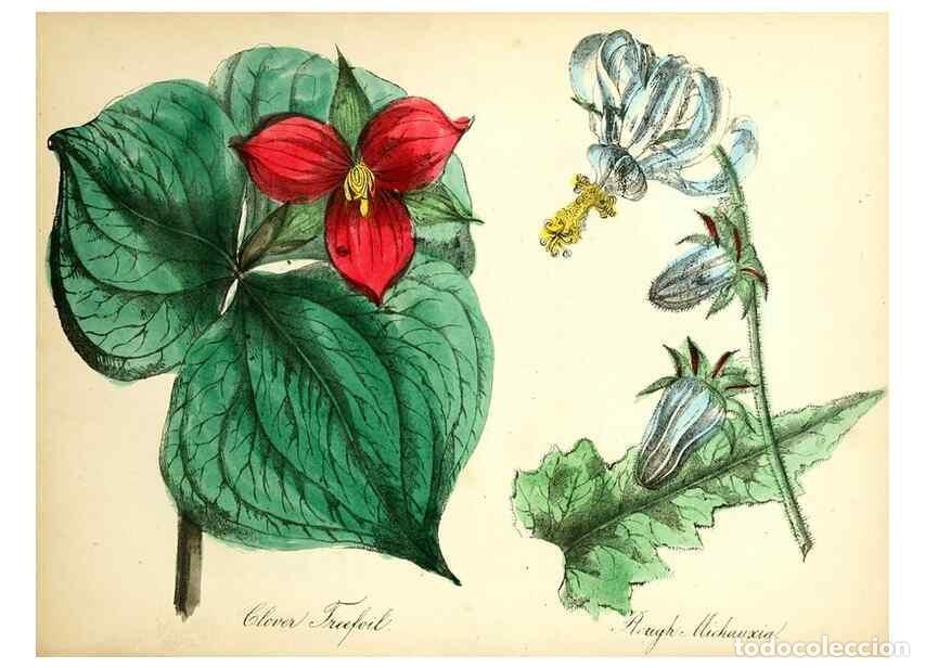 Collectionnisme de Revues et Journaux: Reproducci&oacute;n/Reproduction 8079586267: The American flora :. New York :Hull & Spencer,1855. - Strong,