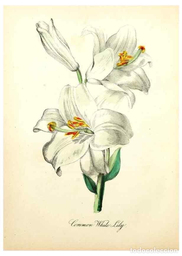 Collection Magazines and Newspapers: Reproducci&oacute;n/Reproduction 8079581912: The American flora :. New York :Hull & Spencer,1855. - Strong,