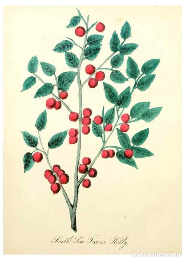 Colecionismo de Revistas e Jornais: Reproducci&oacute;n/Reproduction 8079589391: The American flora :. New York :Hull & Spencer,1855. - Strong,