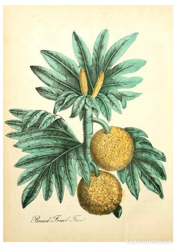 Coleccionismo de Revistas y Peri&oacute;dicos: Reproducci&oacute;n/Reproduction 8079584892: The American flora :. New York :Hull & Spencer,1855. - Strong,